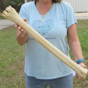 27" Giraffe Metatarsal Leg Bone 