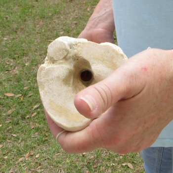 27" Giraffe Metatarsal Leg Bone 