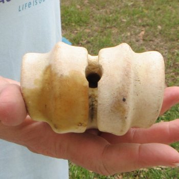 27" Giraffe Metatarsal Leg Bone 