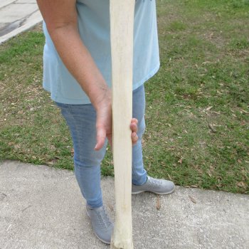 27" Giraffe Metatarsal Leg Bone 