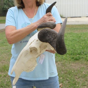 African Blue Wildebeest Skull with 25" Horn Spread 