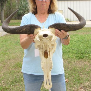 African Blue Wildebeest Skull with 25" Horn Spread 