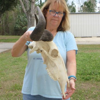 African Blue Wildebeest Skull with 25" Horn Spread 