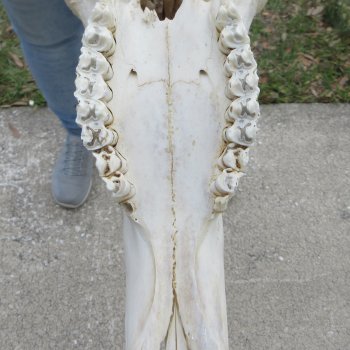 African Blue Wildebeest Skull with 25" Horn Spread 