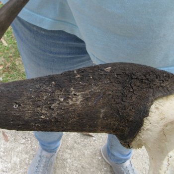 African Blue Wildebeest Skull with 25" Horn Spread 