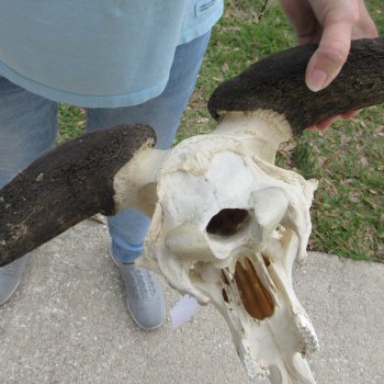 African Blue Wildebeest Skull with 25" Horn Spread 