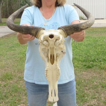 African Blue Wildebeest Skull with 20" Horn Spread 