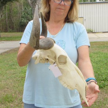 African Blue Wildebeest Skull with 20" Horn Spread 