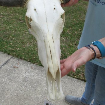 African Blue Wildebeest Skull with 20" Horn Spread 