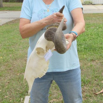 African Blue Wildebeest Skull with 24" Horn Spread 