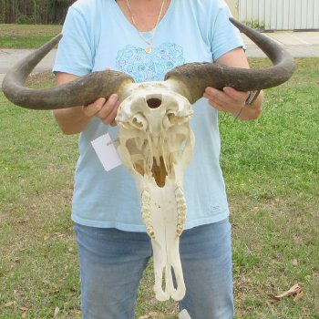 African Blue Wildebeest Skull with 24" Horn Spread 
