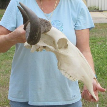 African Blue Wildebeest Skull with 24" Horn Spread 