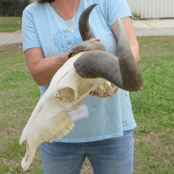 African Blue Wildebeest Skull with 26" Horn Spread 
