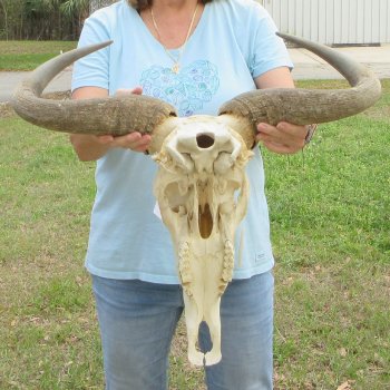 African Blue Wildebeest Skull with 26" Horn Spread 