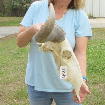 African Blue Wildebeest Skull with 26" Horn Spread 