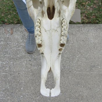 African Blue Wildebeest Skull with 26" Horn Spread 