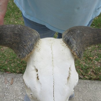 African Blue Wildebeest Skull with 26" Horn Spread 