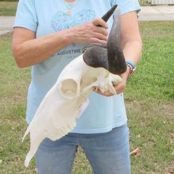 African Blue Wildebeest Skull with 20" Horn Spread 
