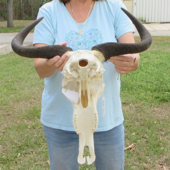 African Blue Wildebeest Skull with 20" Horn Spread 