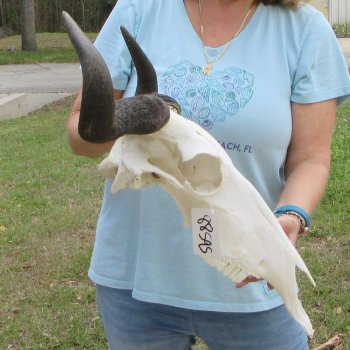 African Blue Wildebeest Skull with 20" Horn Spread 