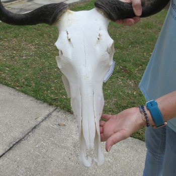 African Blue Wildebeest Skull with 20" Horn Spread 