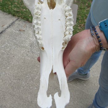 African Blue Wildebeest Skull with 20" Horn Spread 