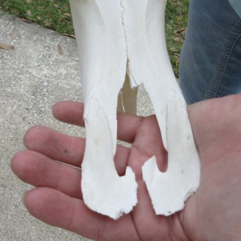 African Blue Wildebeest Skull with 20" Horn Spread 