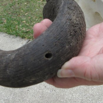 African Blue Wildebeest Skull with 20" Horn Spread 