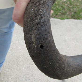 African Blue Wildebeest Skull with 20" Horn Spread 