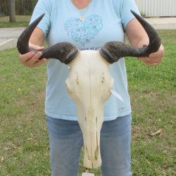 African Blue Wildeb...