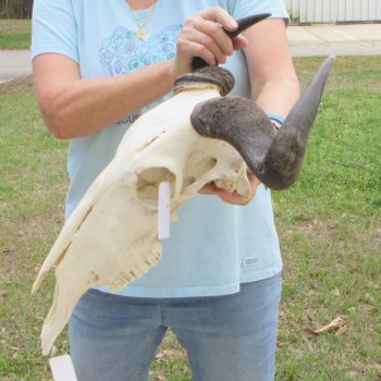 African Blue Wildebeest Skull with 19" Horn Spread 