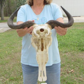 African Blue Wildebeest Skull with 19" Horn Spread 