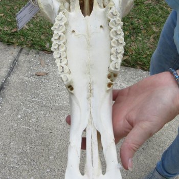 African Blue Wildebeest Skull with 19" Horn Spread 