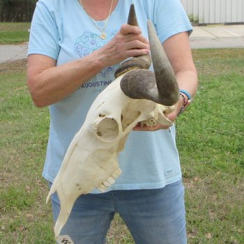 African Blue Wildebeest Skull with 20" Horn Spread 