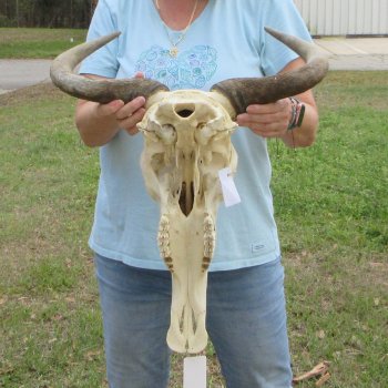African Blue Wildebeest Skull with 20" Horn Spread 