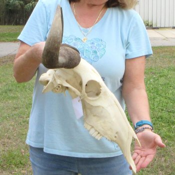 African Blue Wildebeest Skull with 20" Horn Spread 