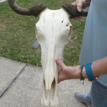 African Blue Wildebeest Skull with 20" Horn Spread 