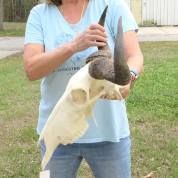 African Blue Wildebeest Skull with 20" Horn Spread 