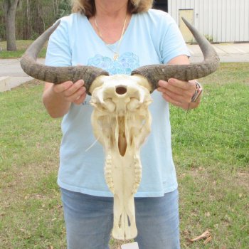 African Blue Wildebeest Skull with 20" Horn Spread 