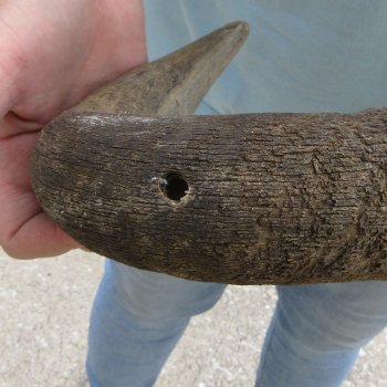 African Blue Wildebeest Skull with 24" Horn Spread 