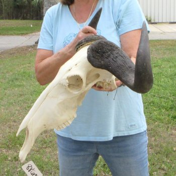 African Blue Wildebeest Skull with 26" Horn Spread 