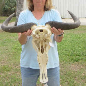 African Blue Wildebeest Skull with 26" Horn Spread 