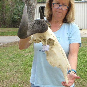 African Blue Wildebeest Skull with 26" Horn Spread 