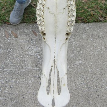 African Blue Wildebeest Skull with 26" Horn Spread 