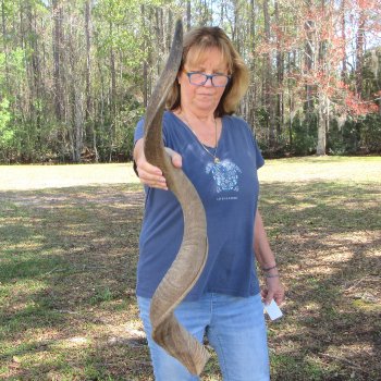 46"  Kudu Horn 