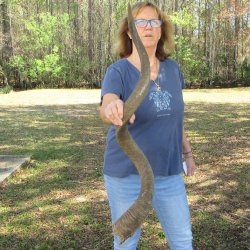 47" Kudu Horn