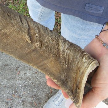 47"  Kudu Horn 