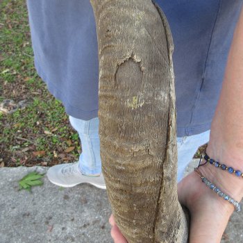 47"  Kudu Horn 