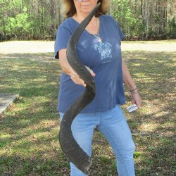 48" Kudu Horn