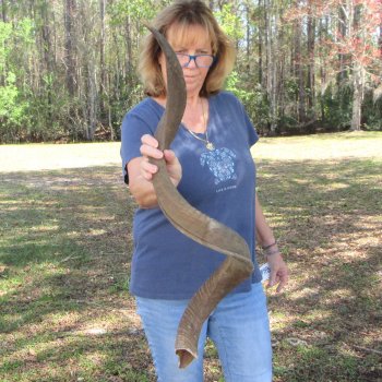 47"  Kudu Horn 